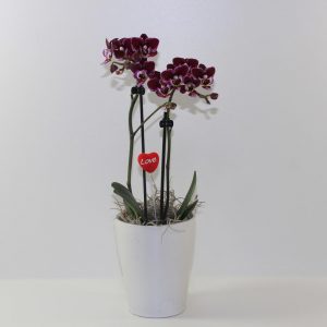 Orchid Falainopsis